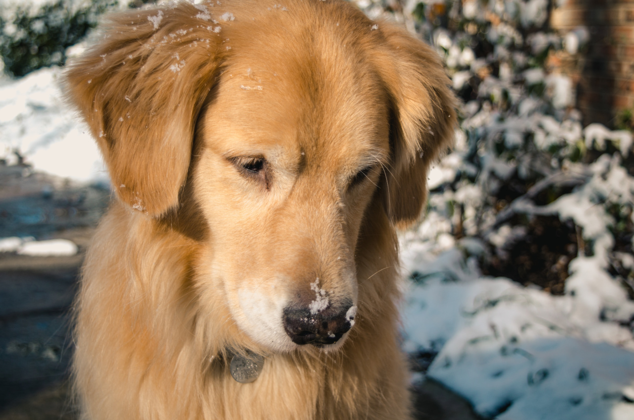 why-do-we-get-a-stuffy-nose-in-winter-rosycheeked