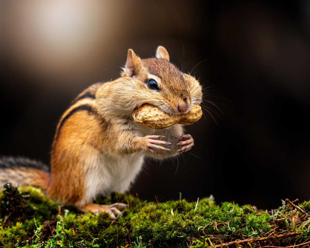 Get a natural boost for your sex life with Peanuts