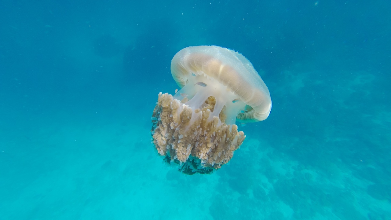 How to Treat a Jellyfish Sting Correctly | RosyCheeked