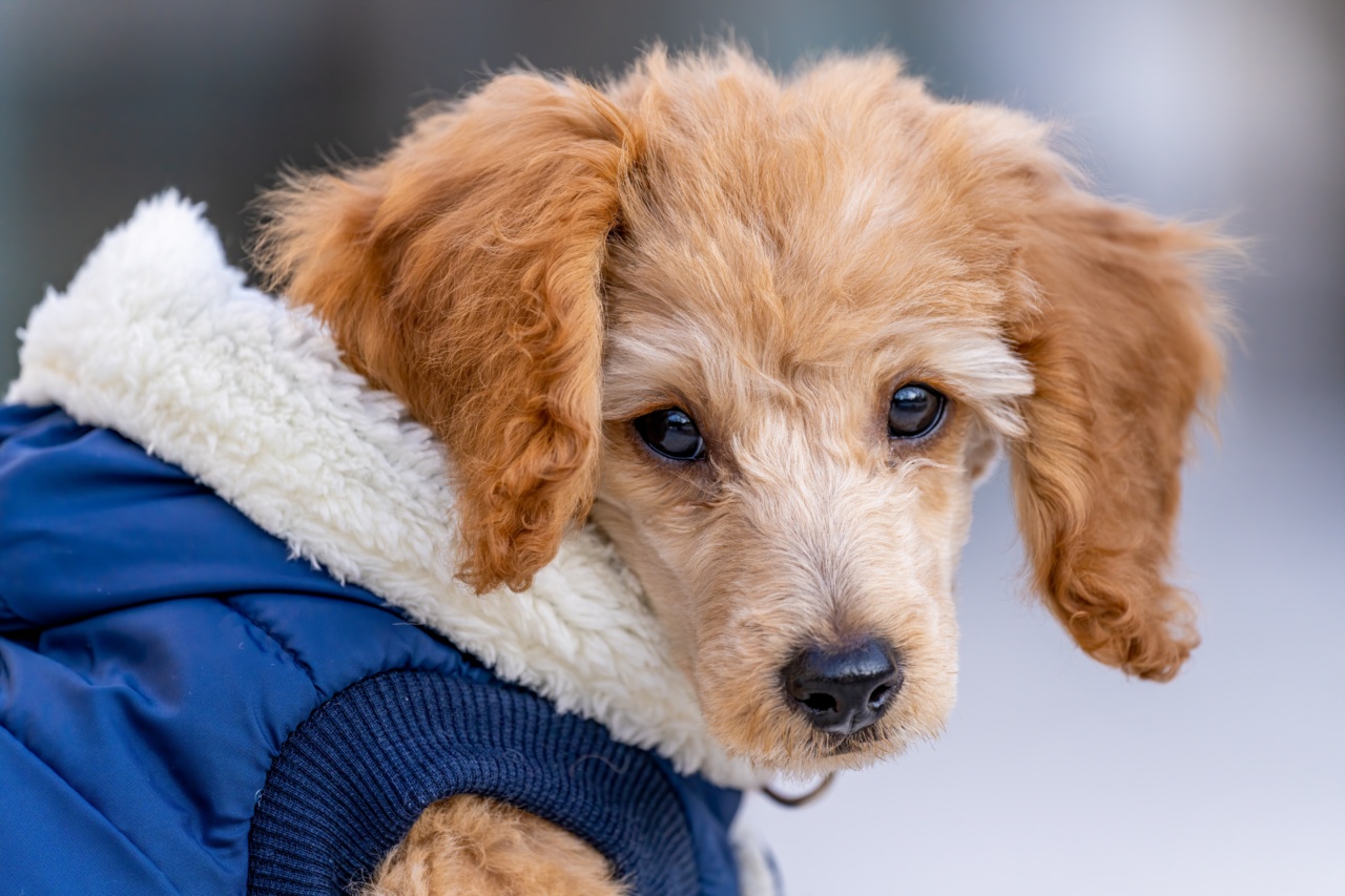 what-causes-a-runny-nose-in-cold-weather-rosycheeked