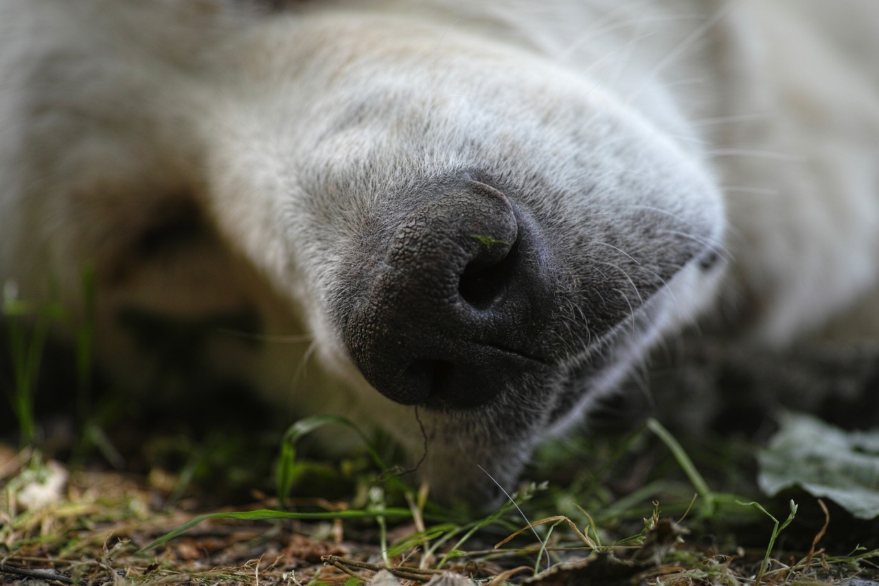 why-does-my-nose-get-blocked-when-i-sleep-rosycheeked