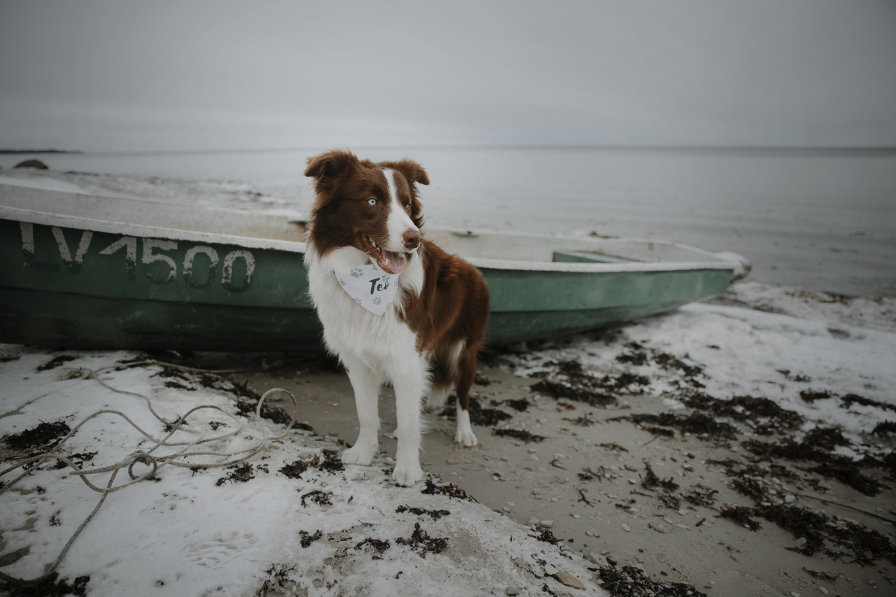 beach-dog-rules-what-you-need-to-know-rosycheeked