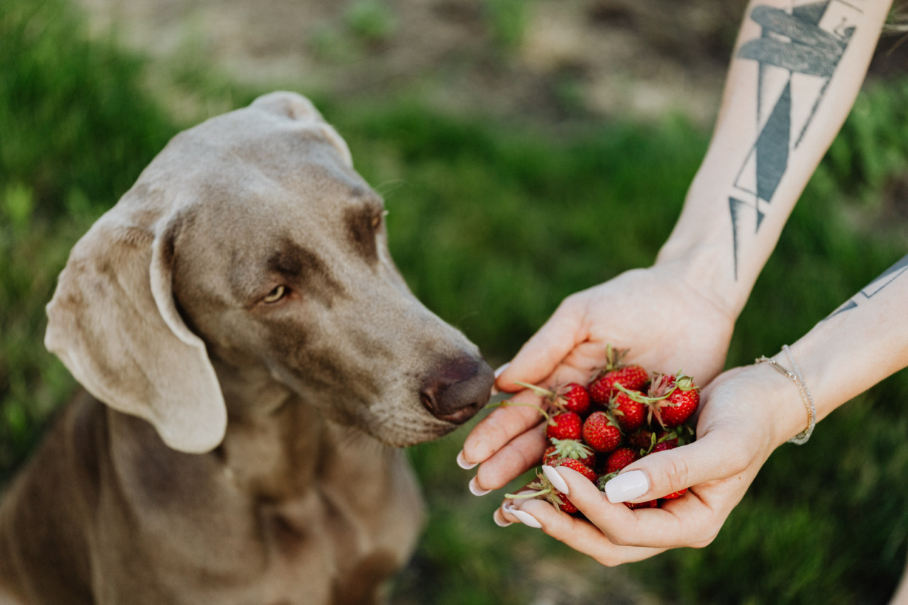 why-does-my-dog-keep-smelling-the-floor-explained-rosycheeked