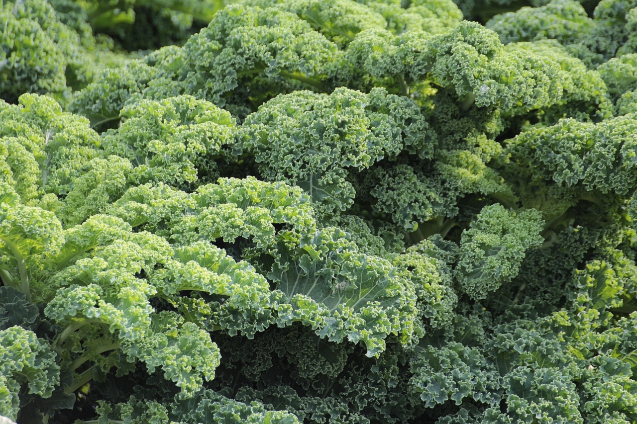 10 types of leafy green vegetables rich in calcium RosyCheeked