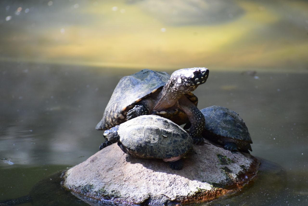 The Harmful Effects of Salmonella: Pet Turtles to Blame | RosyCheeked