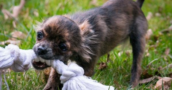 Understanding Dog Behaviour: Why Some Dogs Bite