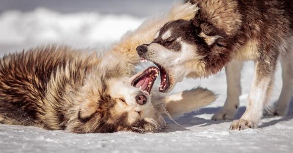 10 Reasons Dogs Might Become Aggressive